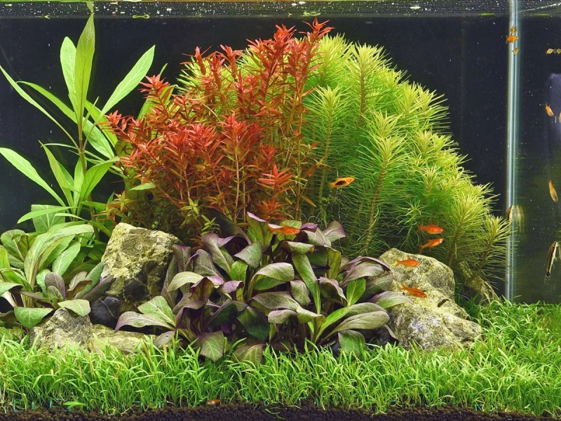 Kardinals-Lobelie - Lobelia cardinalis